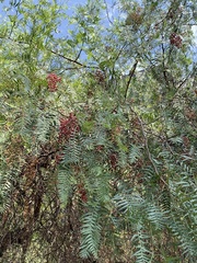 Schinus molle