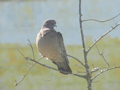 Patagioenas picazuro