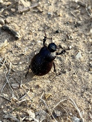 Phyllophaga cribrosa