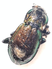 Carabus nemoralis prasinotinctus