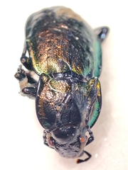 Carabus nemoralis prasinotinctus