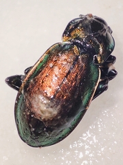 Carabus nemoralis prasinotinctus