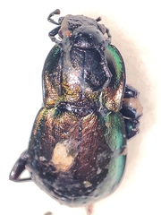 Carabus nemoralis prasinotinctus