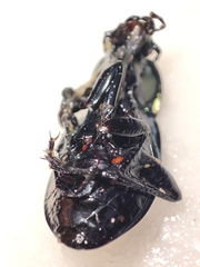 Carabus nemoralis prasinotinctus