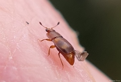 Epuraea ocularis