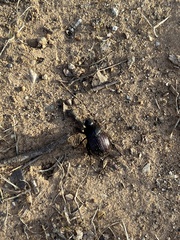 Phyllophaga cribrosa