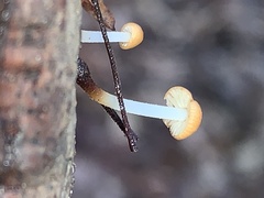 Rhizomarasmius