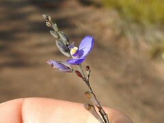 Comesperma defoliatum