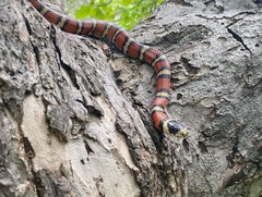 Lampropeltis pyromelana