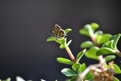 Cacyreus marshalli