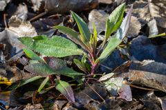 Myoporum laetum