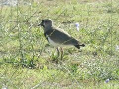 Vanellus chilensis