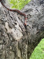 Lampropeltis pyromelana