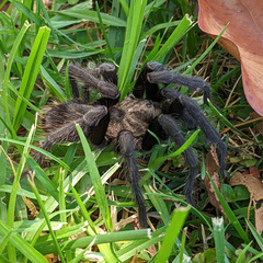 Aphonopelma steindachneri