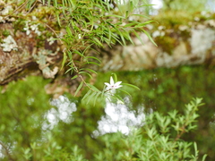 Dendrobium cunninghamii