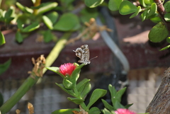 Cacyreus marshalli