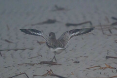 Pluvialis squatarola