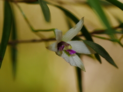 Dendrobium cunninghamii