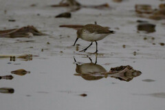 Calidris mauri