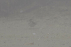 Passerculus sandwichensis