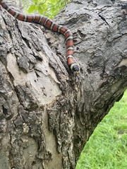 Lampropeltis pyromelana