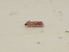 Meyrickella torquesauria