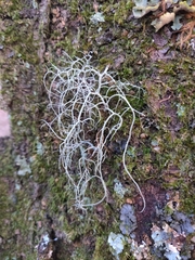 Usnea subfloridana