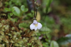 Mazus radicans