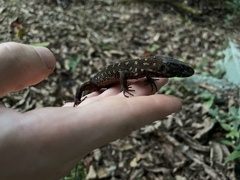 Lepidophyma flavimaculatum