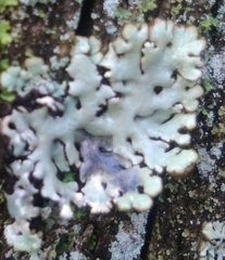 Hypogymnia