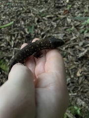 Lepidophyma flavimaculatum