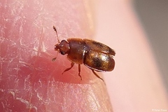 Epuraea ocularis