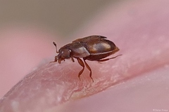 Epuraea ocularis