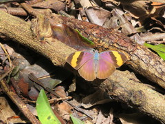Euphaedra neophron