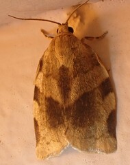 Choristoneura fractivittana