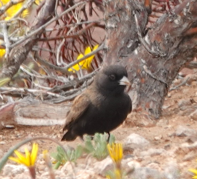 Black-eared Sparrow-Lark (Eremopterix australis), photo 7