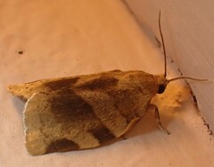 Choristoneura fractivittana