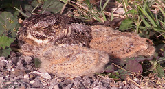 Chordeiles acutipennis