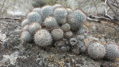 Mammillaria haageana meissneri