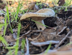 Russula cerolens