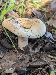 Russula cerolens