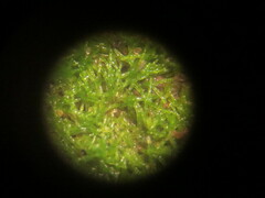 Asterosiphon dichotomus
