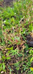 Burgilis curta