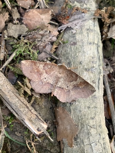 Angled Metarranthis Moth
