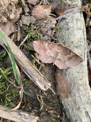 Metarranthis angularia