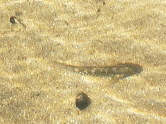 Caffrogobius nudiceps