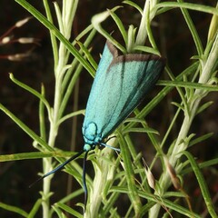 Pollanisus viridipulverulenta