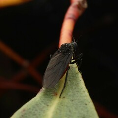 Brachystomatidae
