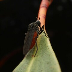 Brachystomatidae