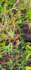 Burgilis curta